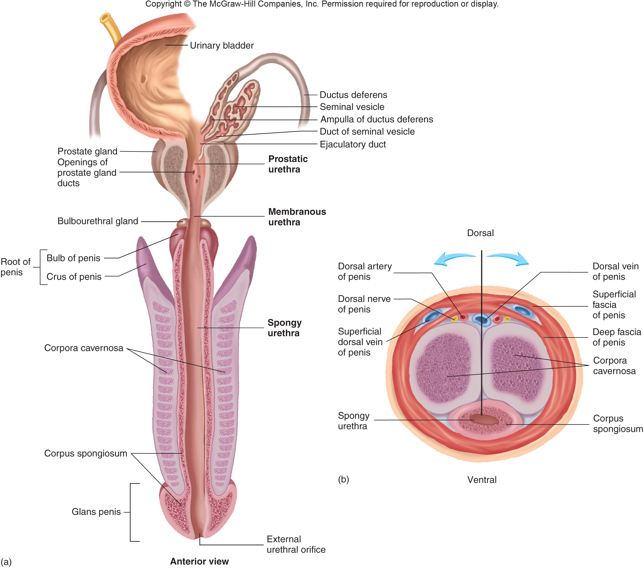 Penis And Vagina Pics 32