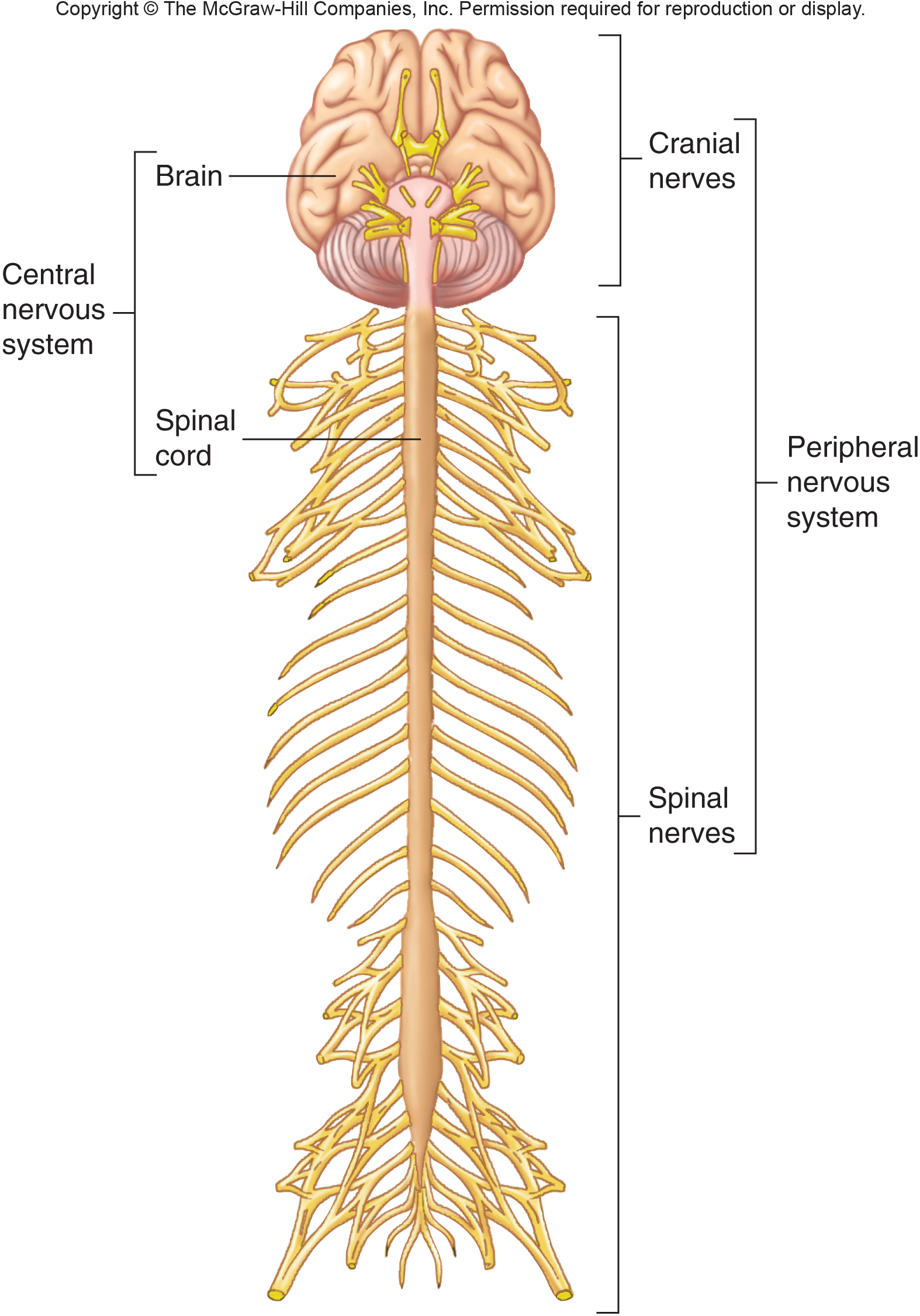 Peripheral Nervous System Diagram Simple